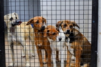 Câmara de Parauapebas aprova projeto de lei que implanta campanha anual de adoção animal