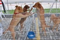 Projetos para proteção animal são aprovados pela Câmara de Parauapebas