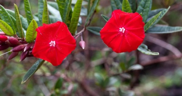 ICâmara declara Flor de Carajás como espécie-símbolo de Parauapebas
