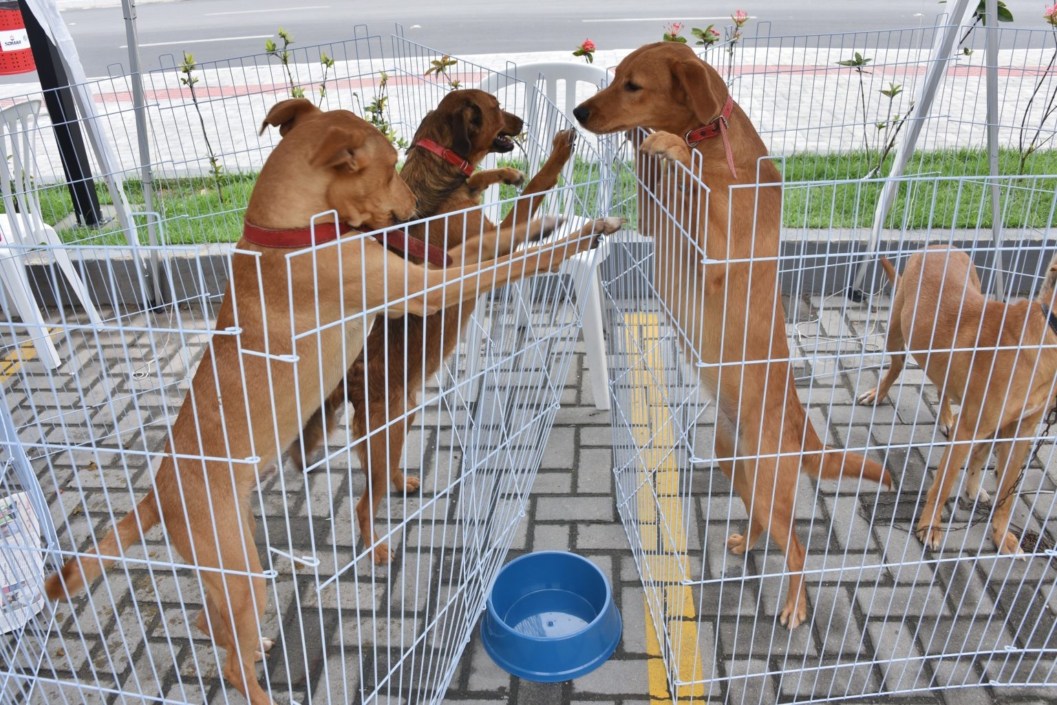 IProjetos para proteção animal são aprovados pela Câmara de Parauapebas